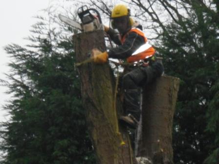 Mark Hodson Tree Services in Aldridge Walsall west midlands